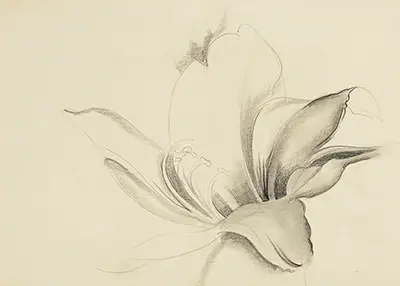 Untitled (Lily) Georgia O'Keeffe